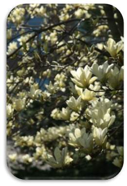 White magnolia flowers on a tree