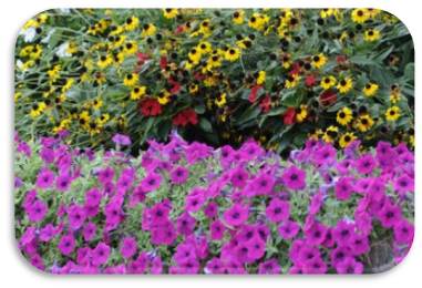 Image of spring flowers with purple and yellow flora