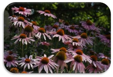 Purple summer flowers