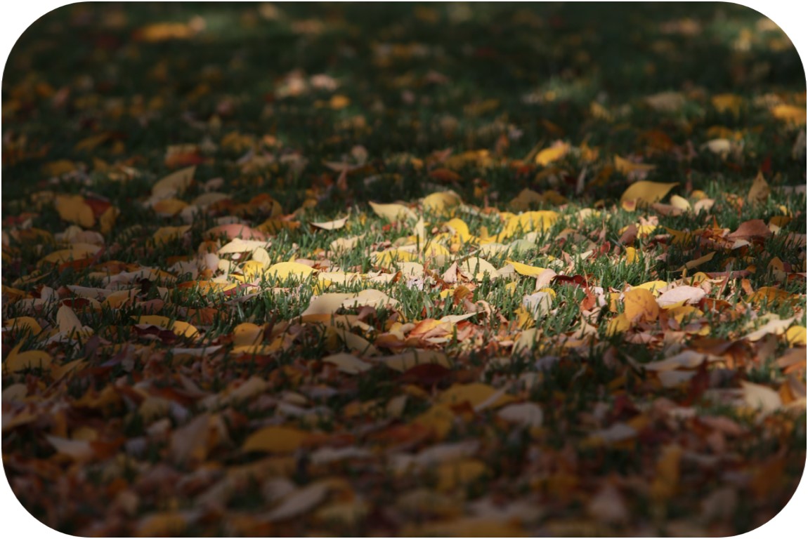 Fall leaves on the ground