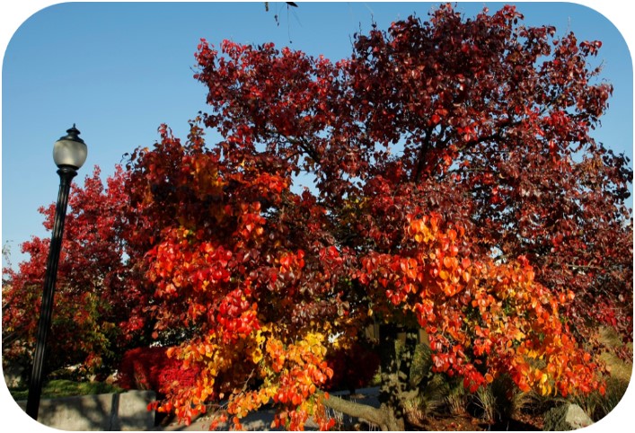 Fall leaves on a tree