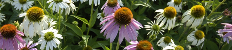 Photo of a group of different types of flowers