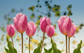 Pink spring tulips