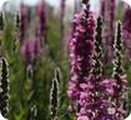 Photo of flowers