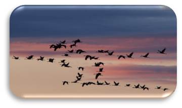 Birds flying in a sunset sky