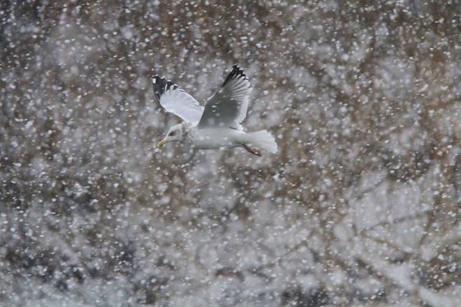 Picture of a Bird Flying in a Snowstorm
