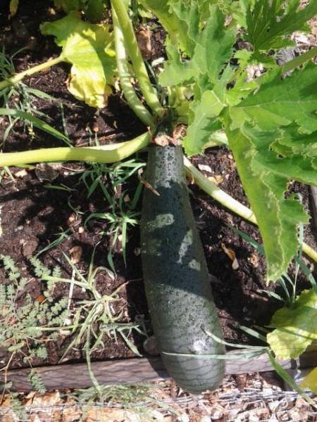 An unpicked, ripe zucchini