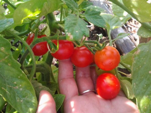 Cherry tomatoes growing on a vine