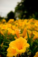 Photo of Yellow Flowers