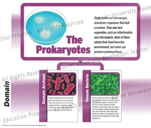 Protista Kingdom Chart. Text reads: The Prokaryotes