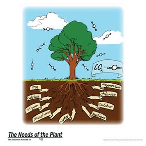 A drawing of a tree and root system