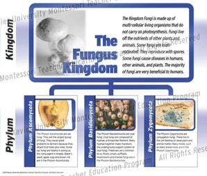 A chart showing the organization of fungus. Text reads: The Fungus Kingdom