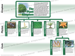 Blurry screenshot of the Plant Kingdom chart, categorizing plants into kingdom, phylum and clade