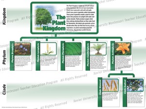 Montessori Botany Charts