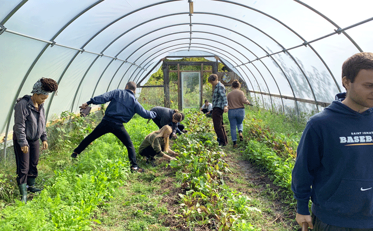 Weeding in the greenhouse