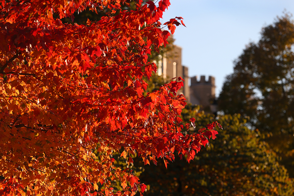 fall-2019-tree.jpg