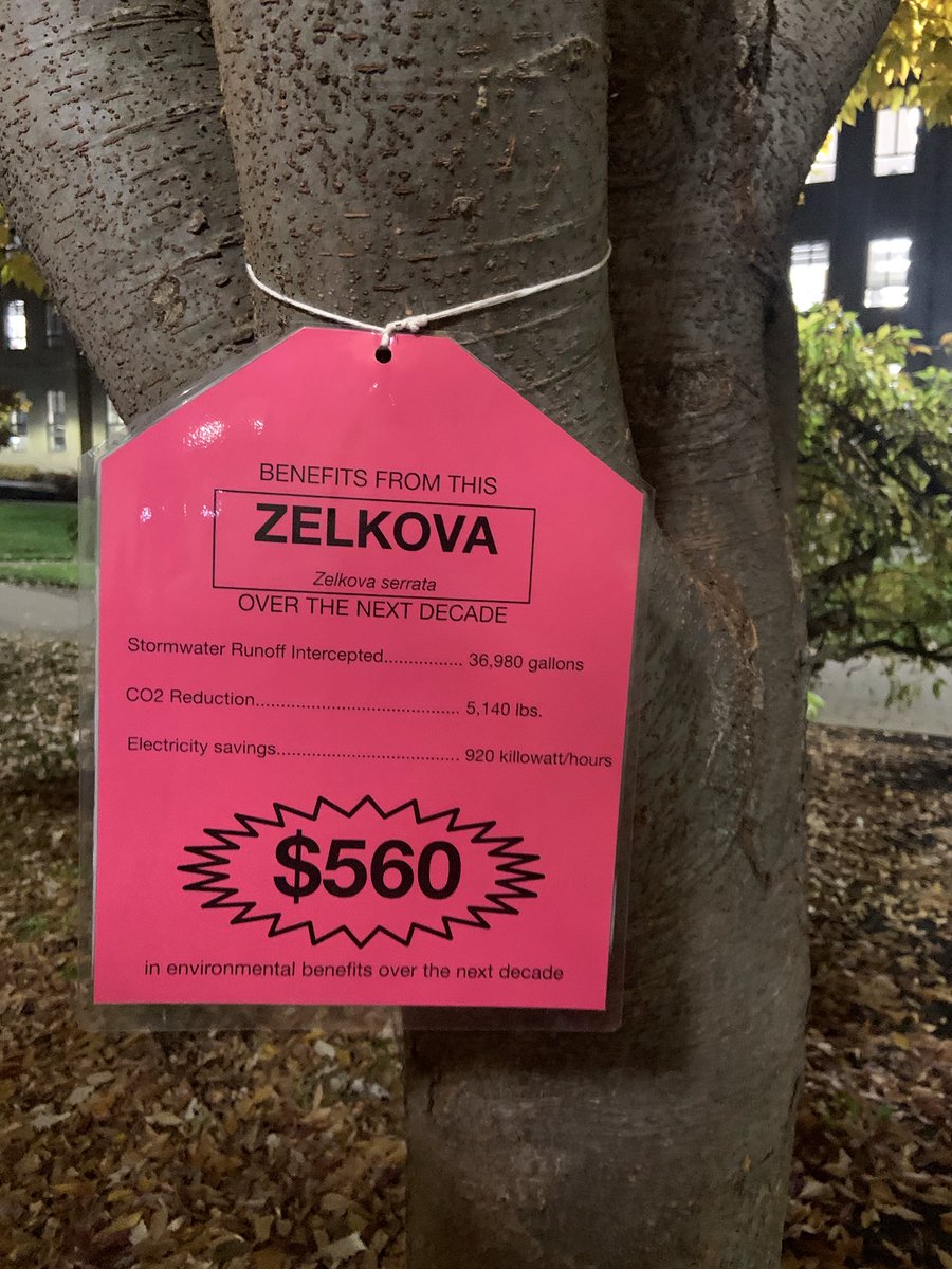 A tag displaying "$560" hangs from a Zelkova tree on Xavier University's campus. 