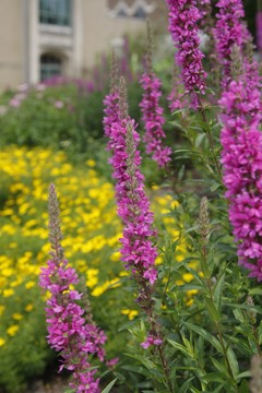 Photo of Pink Flowers